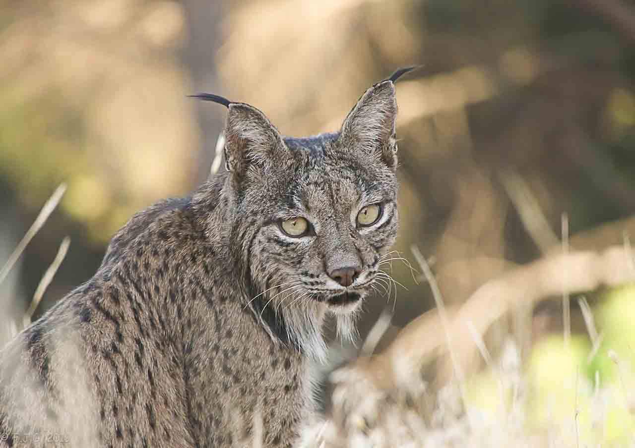 Un ejemplar de lince ibérico. Doñana / Foto: F. J. Gacía