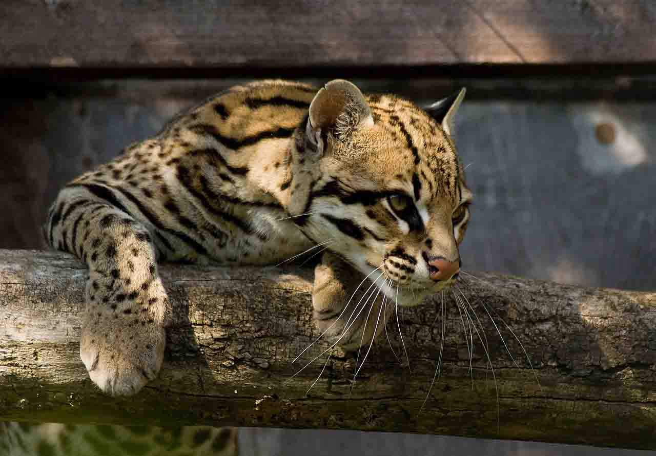 Ocelote 'Leopardus pardalis' felino de los bosques de Ecuador / Foto: Pixabay