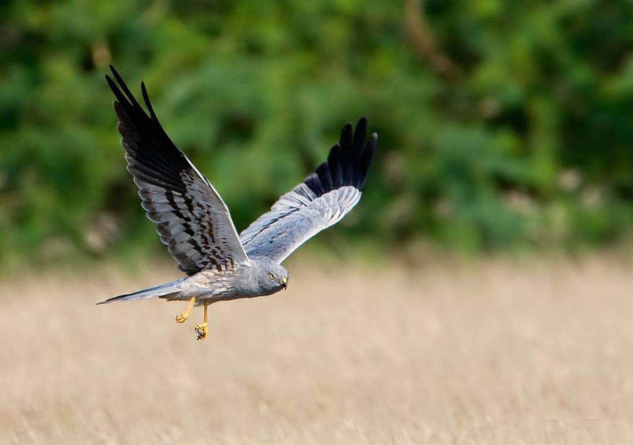 Ejemplar de un aguilucho cenizo / Foto: Wikipedia