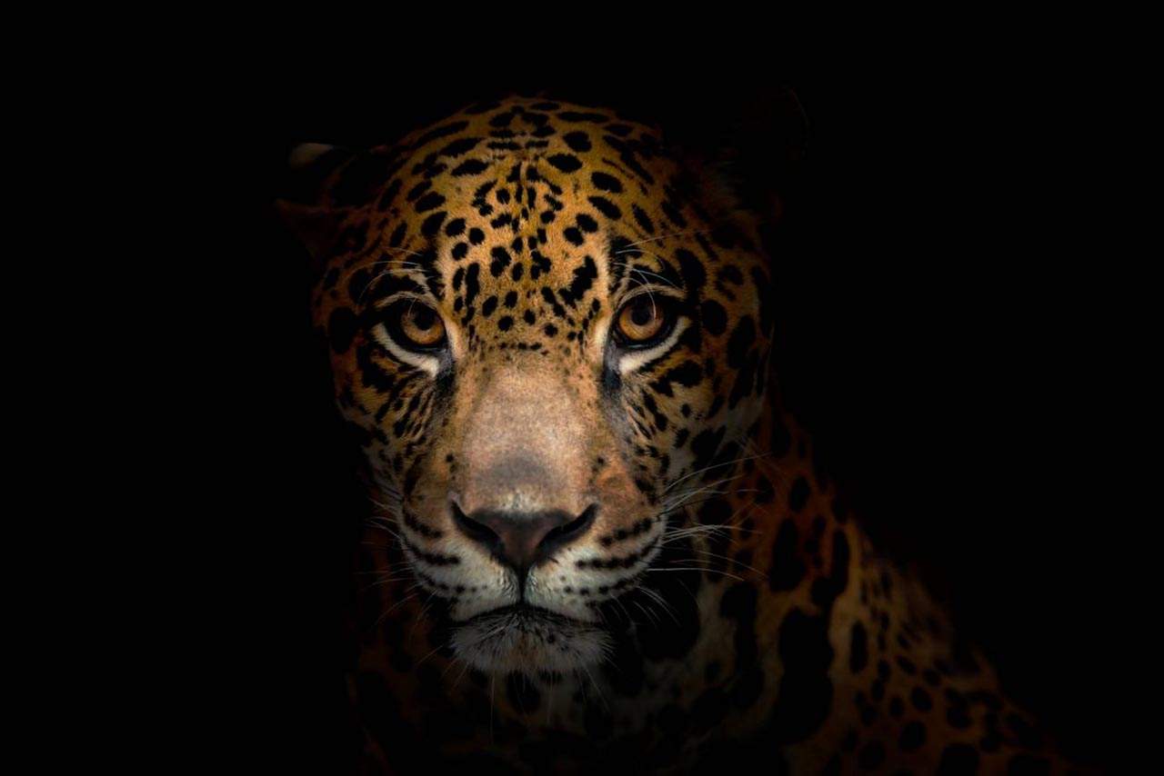 La cuenca del Amazonas, el gran refugio del jaguar / Foto: SINC