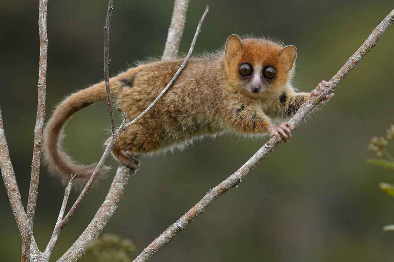 Un lémur ratón rojizo (Microcebus rufus), una de las especies de lémures en peligro de extinción en Madagascar / Fotp: SINC