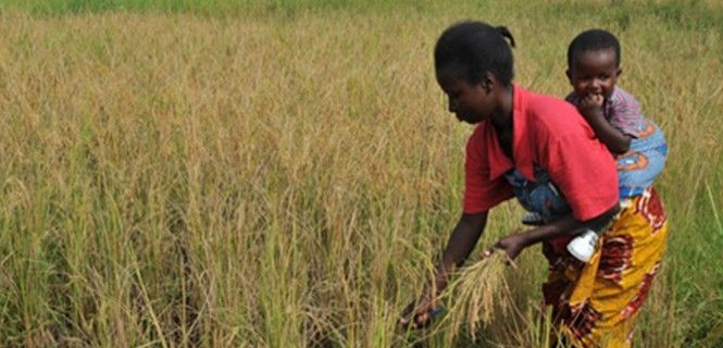 Una mujer trabaja en un cultivo de arroz en Liberia / Foto: FAO/Georges Gobet