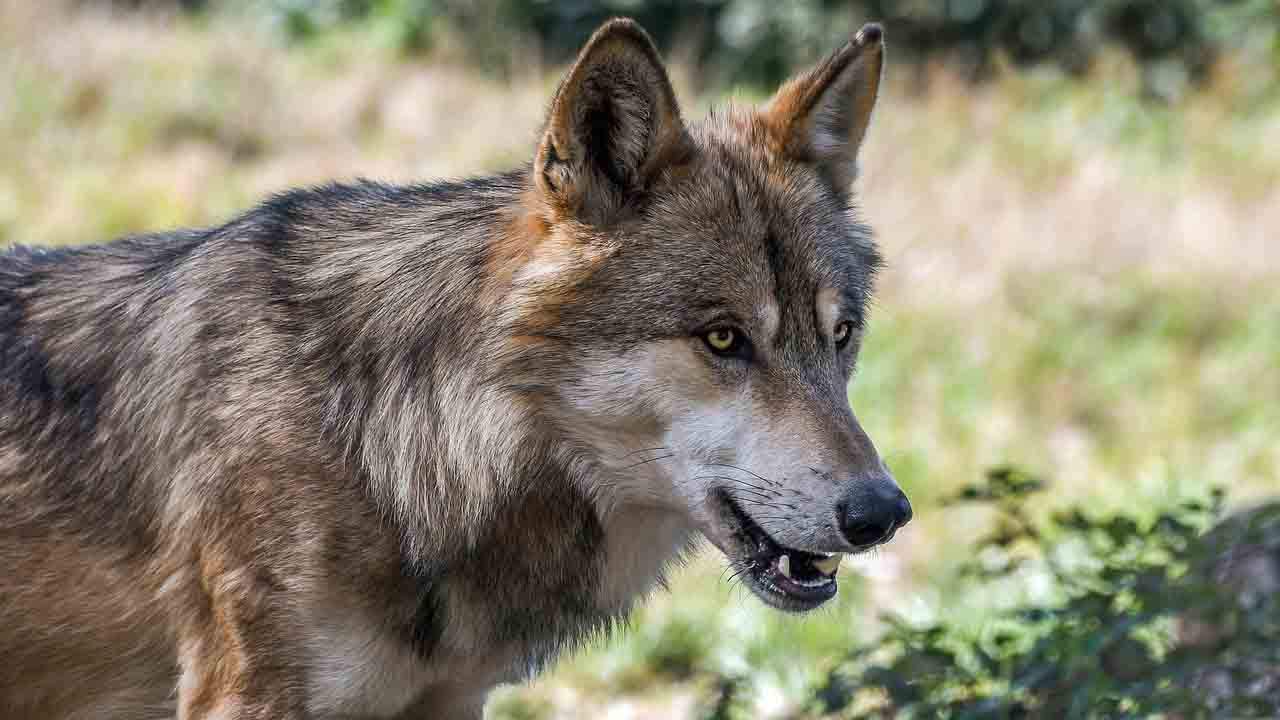 Científicos avalan la necesidad de incrementar y redistribuir las poblaciones de lobo ibérico / Foto: Pixabay