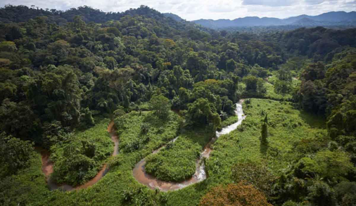 La pérdida de los bosques intactos. Selva tropical de Honduras / Foto: Wikipedia