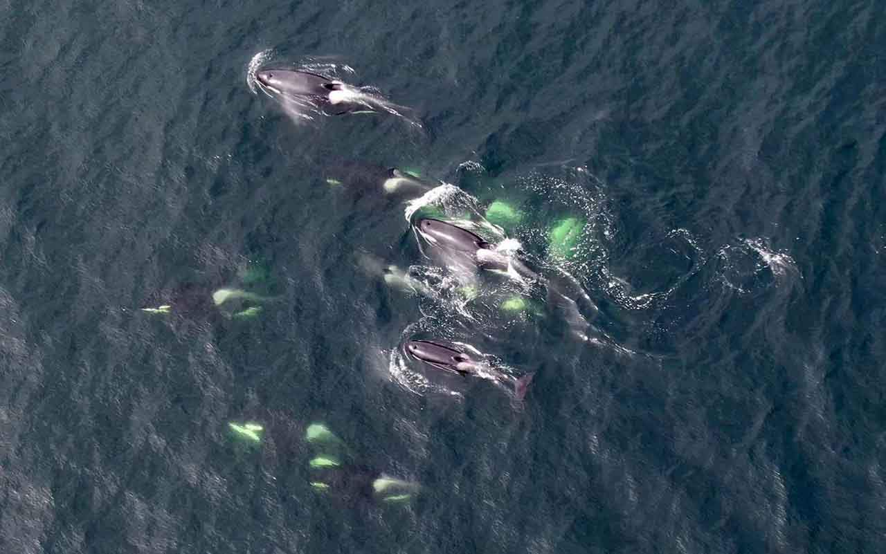 Orcas residentes del sur, catalogadas en peligro de extinción, nadan en la costa canadiense / SINC