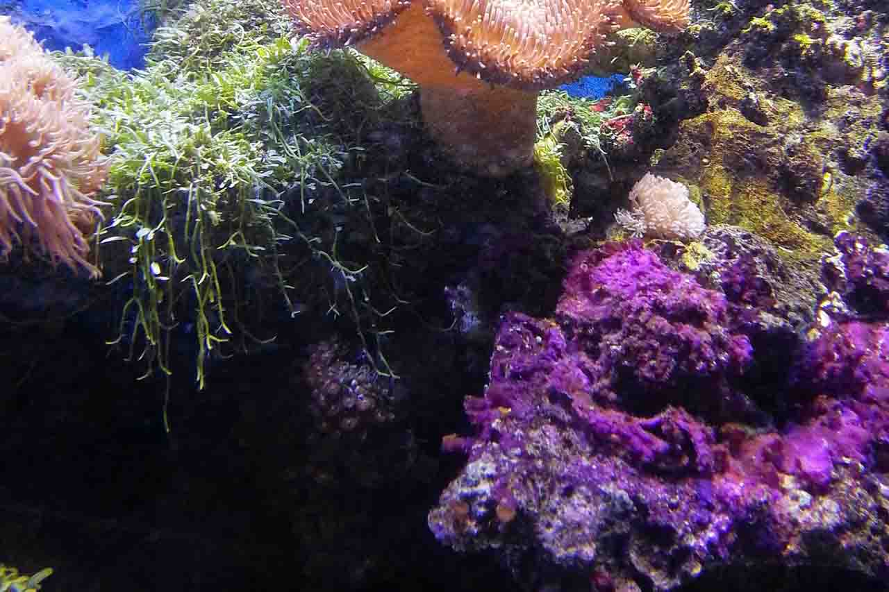 Fondo marino. Una esponja marina podría ser clave para tratar el Parkinson / Foto: Pixabay