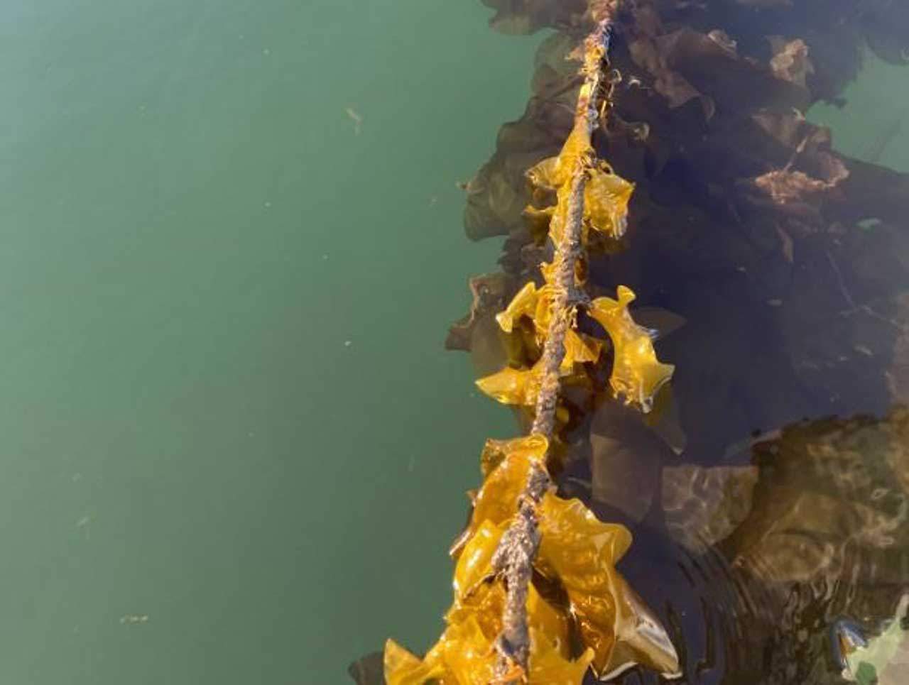 La capacidad de depuración de agua de las algas cultivadas / Foto: Schery Umanzor