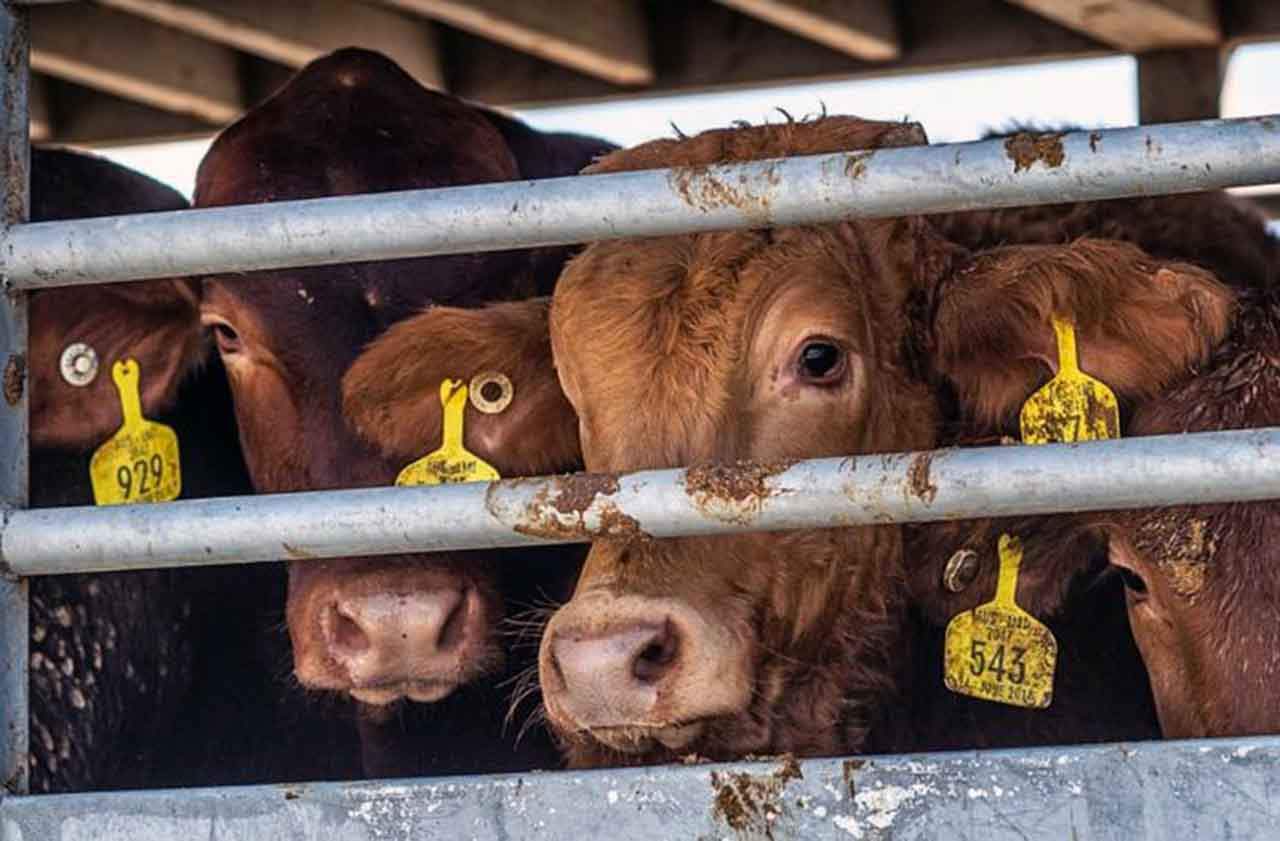 Ejemplares de bovino desde el interior de un transporte de animales vivos