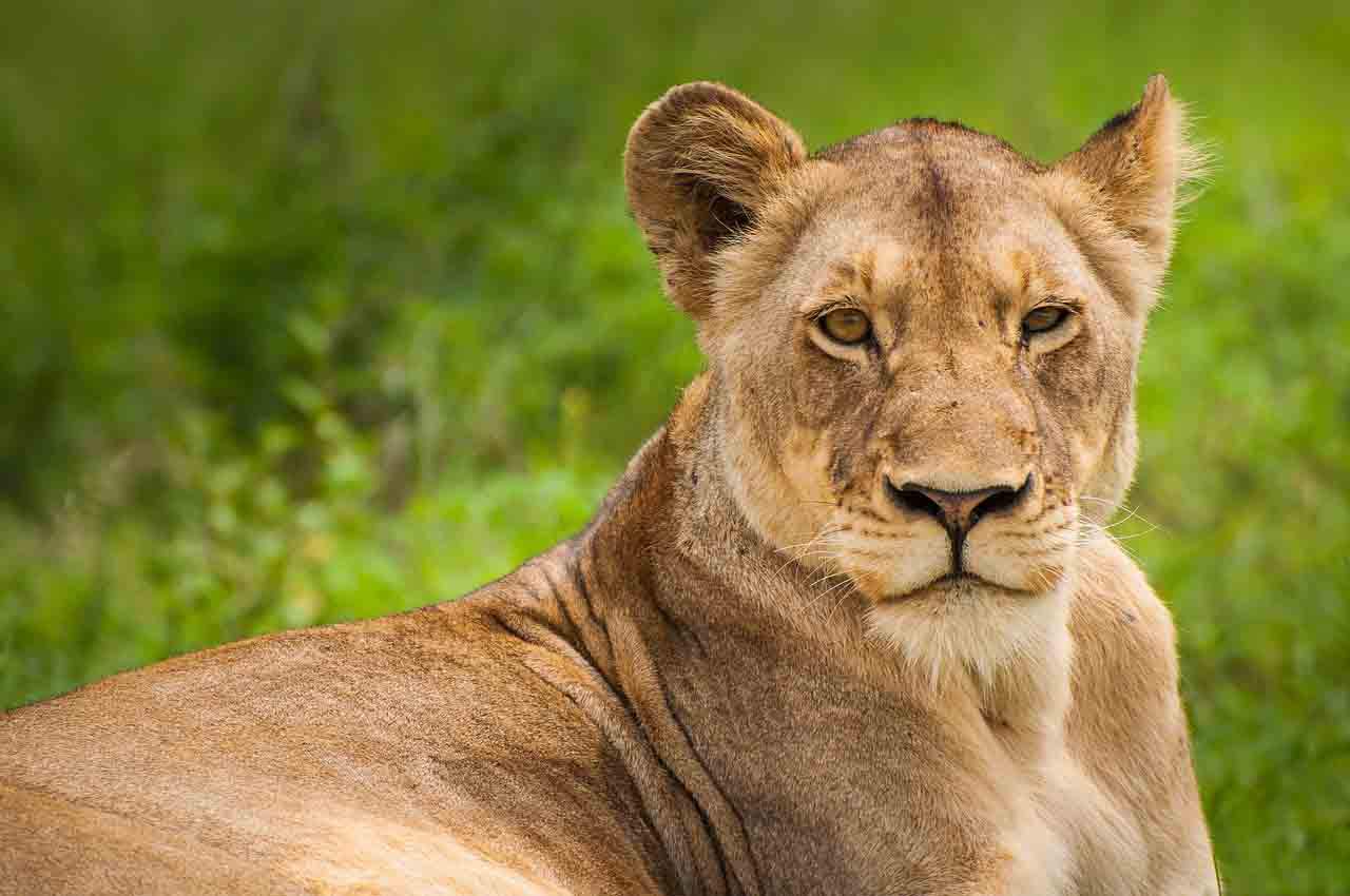 Los grandes felinos en declive / Foto: Pixabay