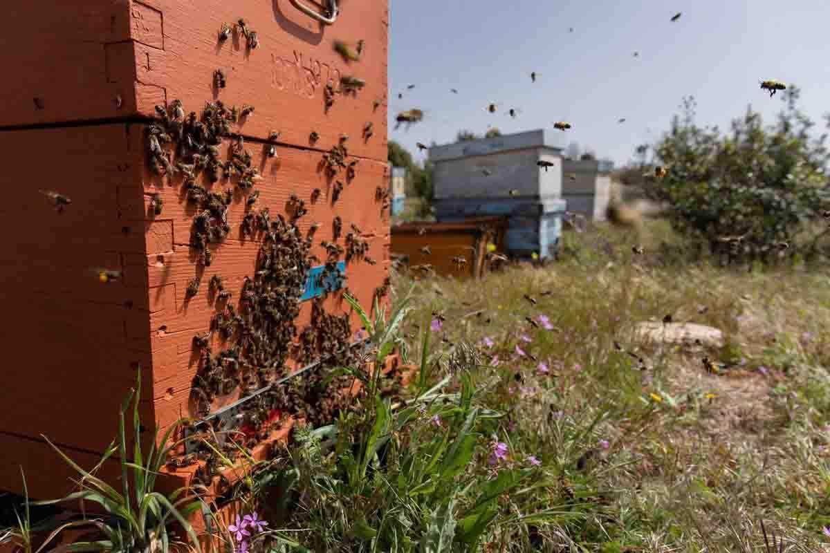 La CE quiere prohibir plaguicidas autorizados con efectos nocivos para las abejas / Foto: Rafael Bastante - EP