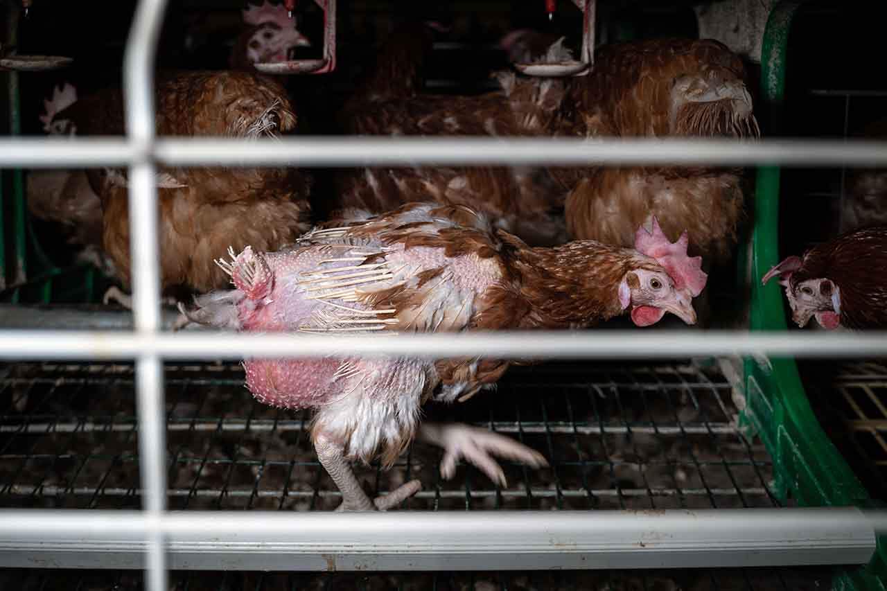 Unas gallinas tras los barrotes de una jaula.  Ganadería libre de jaulas / Foto: Equalia
