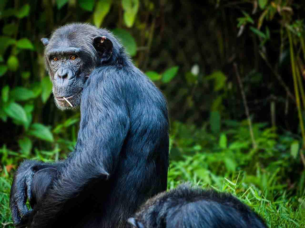 Humanos, chimpancés y bonobos, compartimos lenguaje gestual / Foto: Pixabay