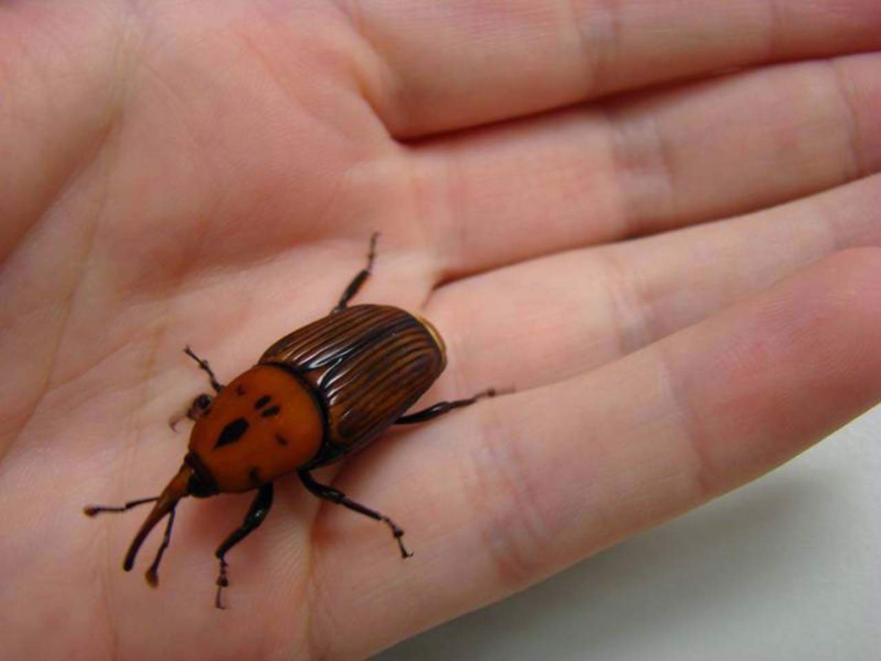 El picudo rojo 'Rhynchophorus ferrugineus', la plaga que mata a las palmeras / Foto: SINC