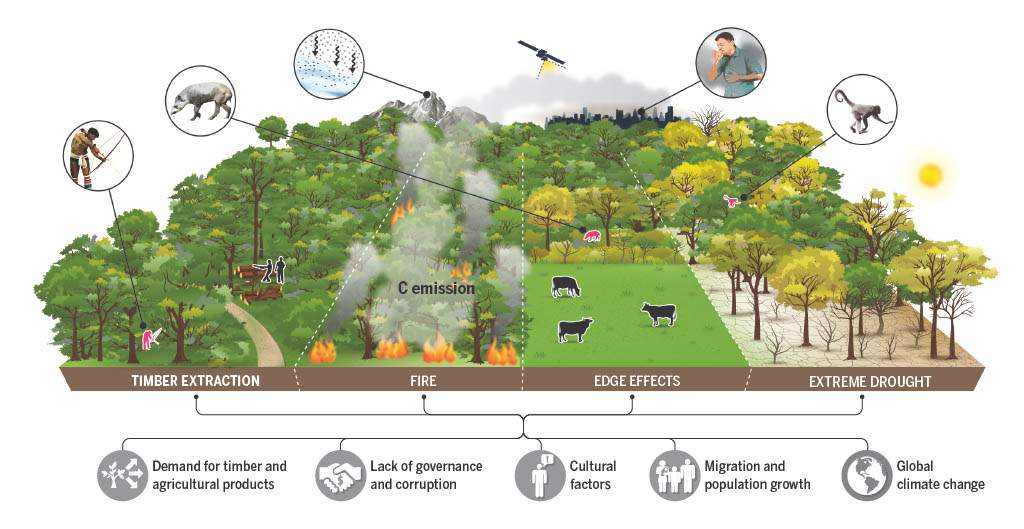 Una visión general de los procesos de degradación de los bosques tropicales en la Amazonía