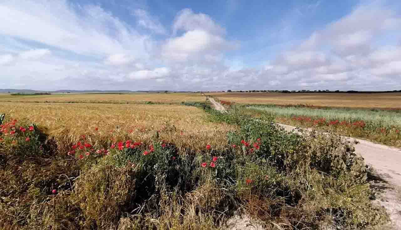 Campos de secano, cereal. Proyecto 'Secanos Vivos' / Foto: SEO/Birdlife