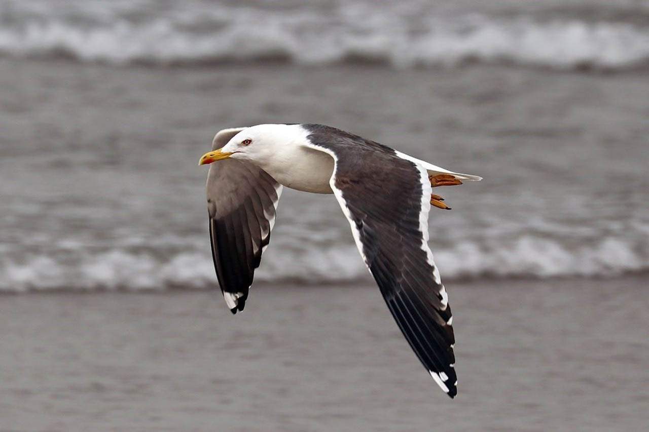 Nuevo foco de gripe aviar detectado en gaviotas, en Euskadi / Foto: EP