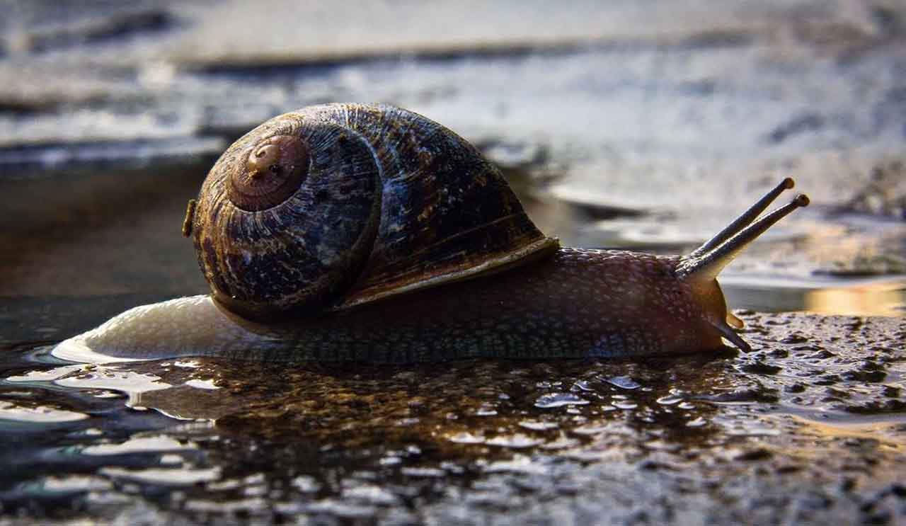 Moco de caracol para cicatrizar heridas / Foto: EP