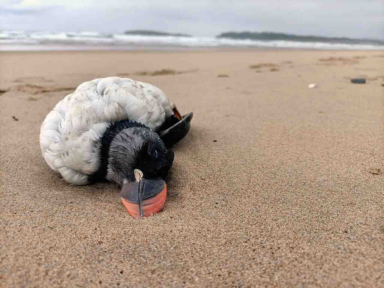 Frailecillo muerto en una playa. Los temporales de las últimas semanas provocan un episodio de mortandaz de aves marinas / Foto: EP