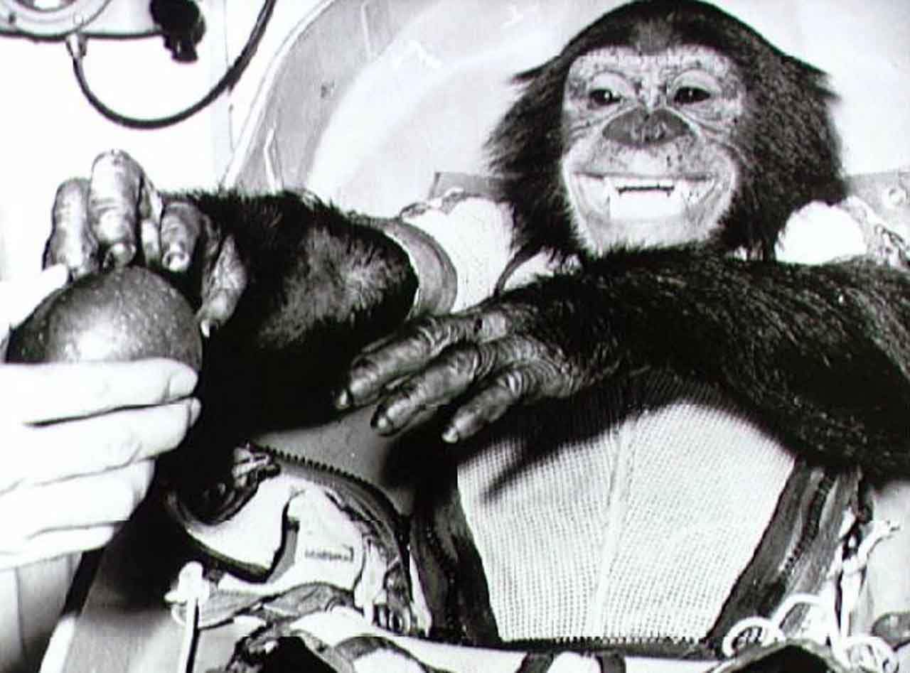Imagen del primate Ham. Se cumplen 62 años del primer primate en el espacio / Foto: EP