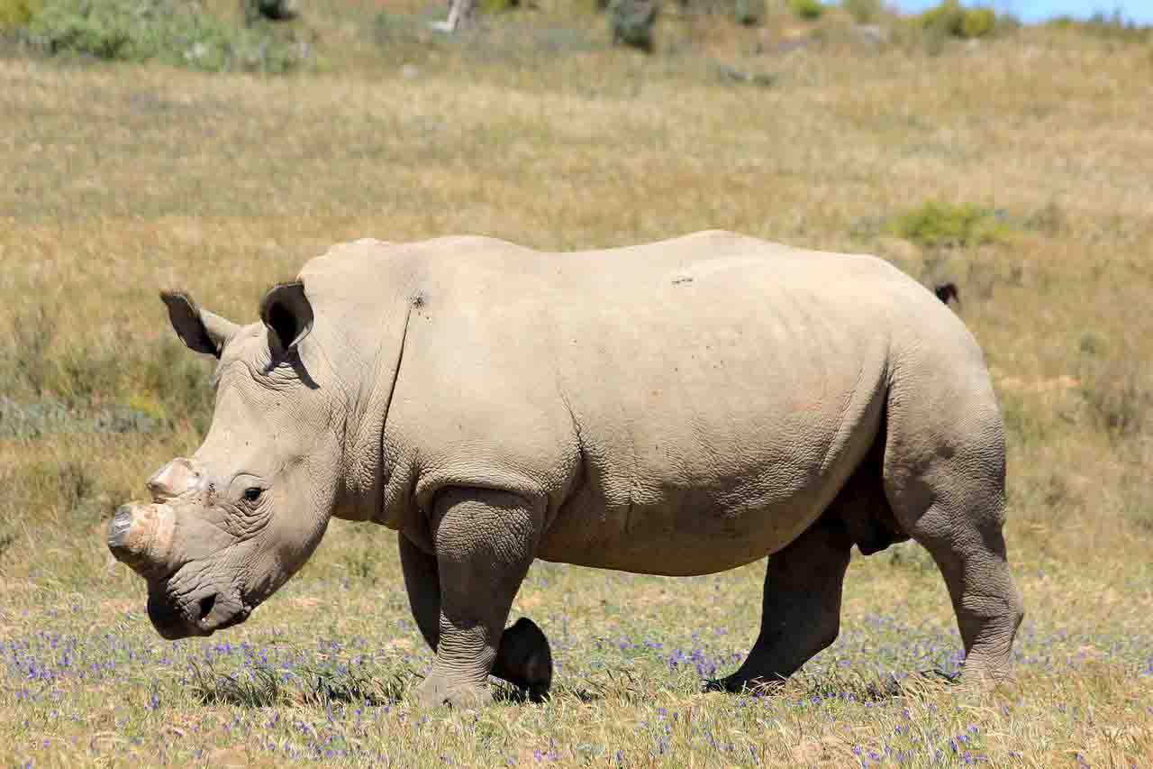 Rinoceronte descornado por los guardaparques para protegerlo del tráfico de fauna silvestre / Foto: Pixabay