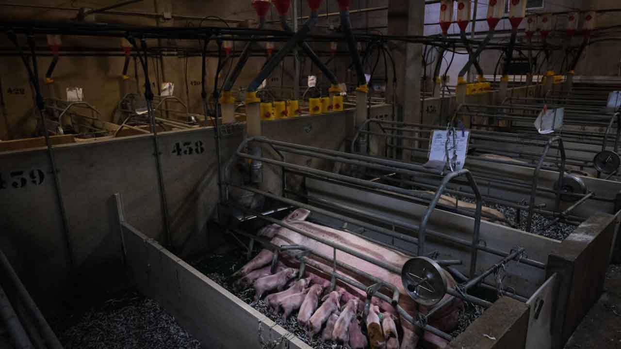 Interior de una macrogranja. Piden el fin de la ganadería industrial / Foto: Greenpeace