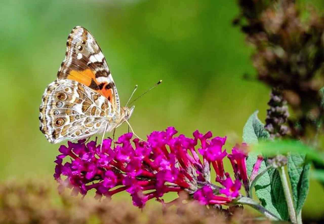 Una mariposa dama pintada australiana ('Vanessa kershawi'). Insectos / Foto: Shawan Chowdhury