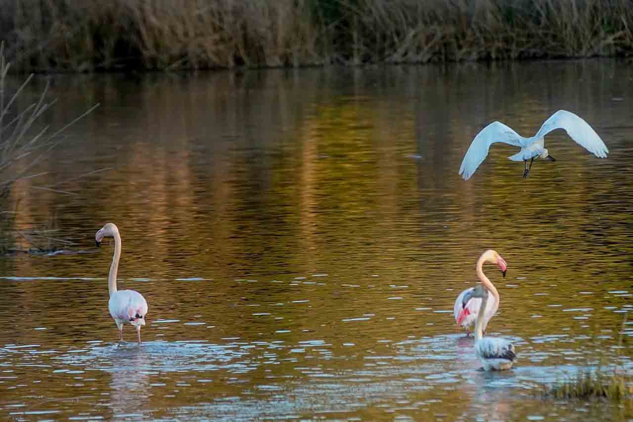 Preocupante situación de las aves acuáticas en Doñana / Foto: EP