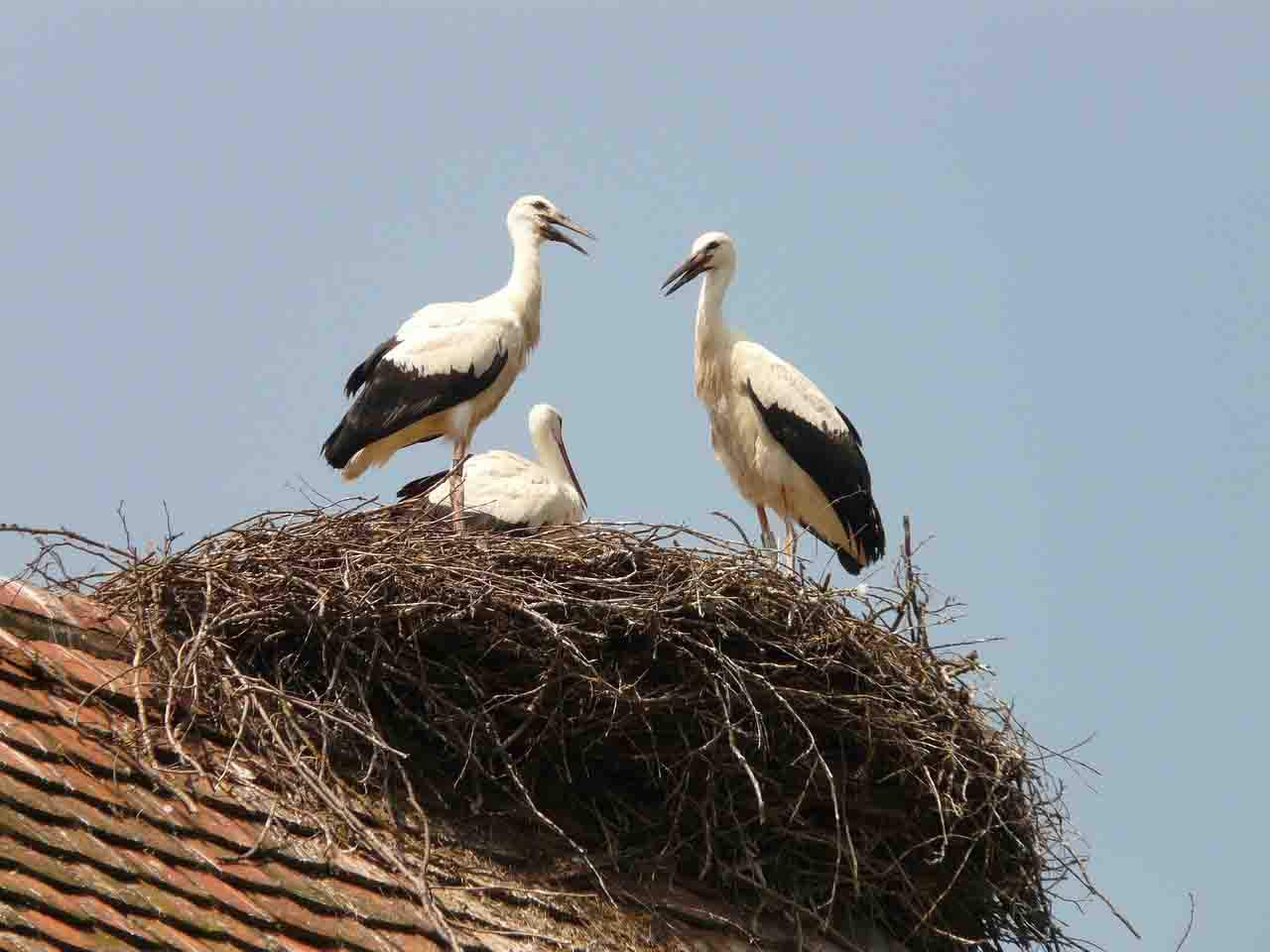 Las cigüeñas son un indicador de biodiversidad urbana. SEO/BirdLife apela a su conservación / Foto: Pixabay