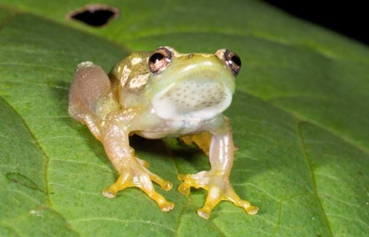 La rana de carrizo de garganta espinosa de Ukaguru no croa, no canta y no gorjea / Foto: Universidad de Cincinnati