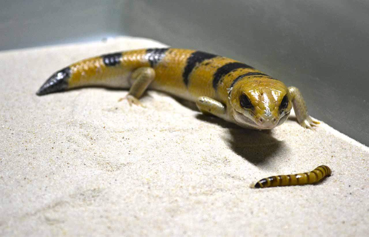 El lagarto pez de arena (Scincopus fasciatus) / Foto: Terra Natura Benidorm