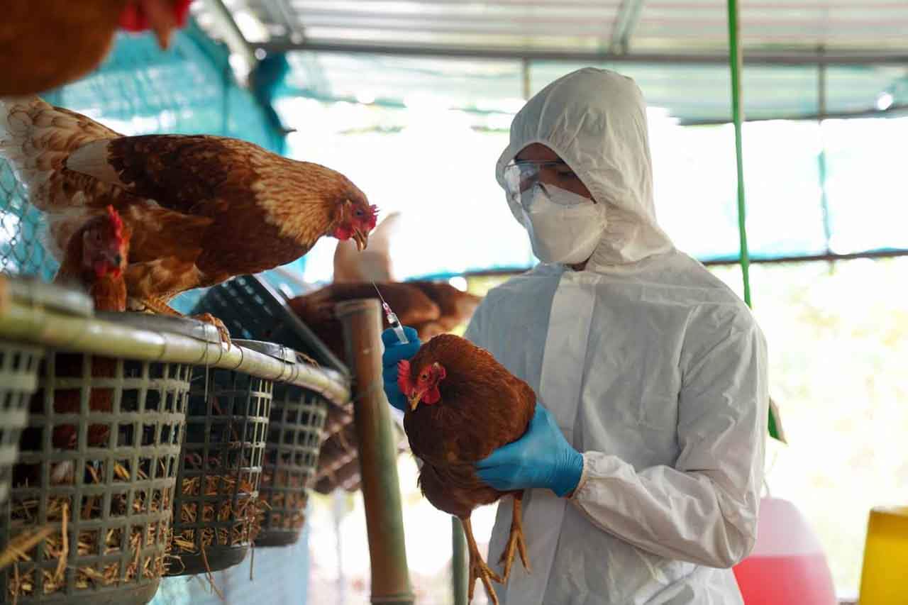 La gripe aviar se ha podido frenar en México / Foto: SINC