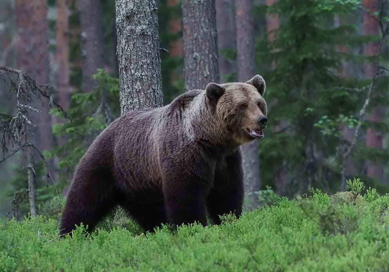 El oso pardo se consolida en la Cordillera Cantábrica / Foto: Wikipedia