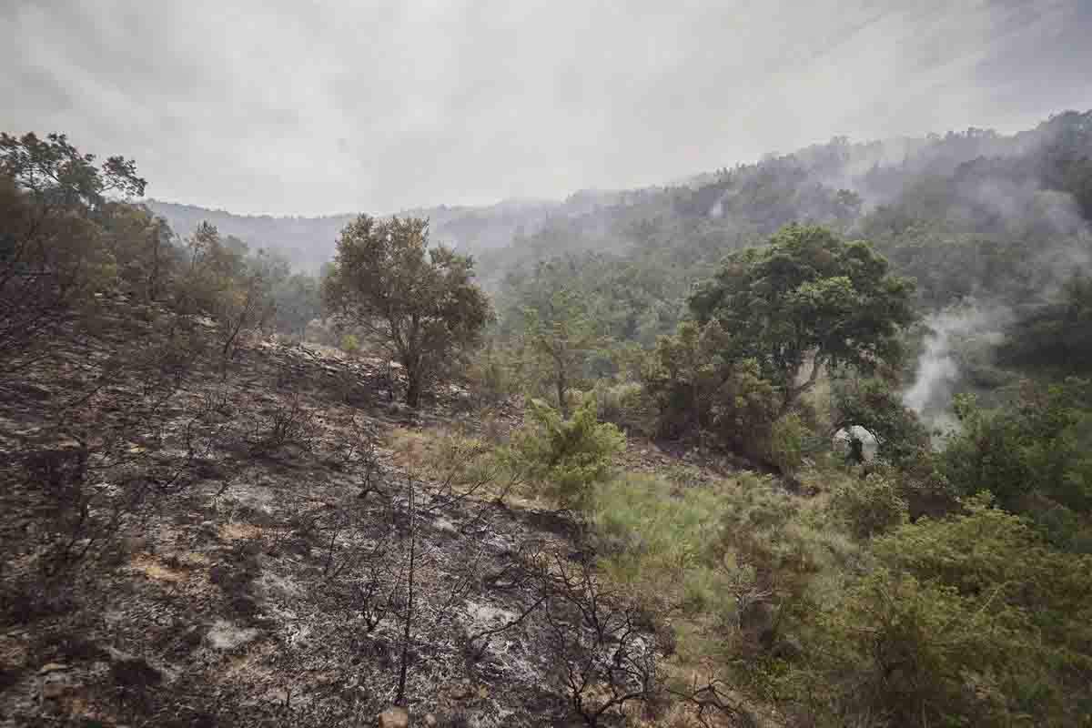 Hongos que prosperan en el bosque tras un incendio forestal / Foto: EP