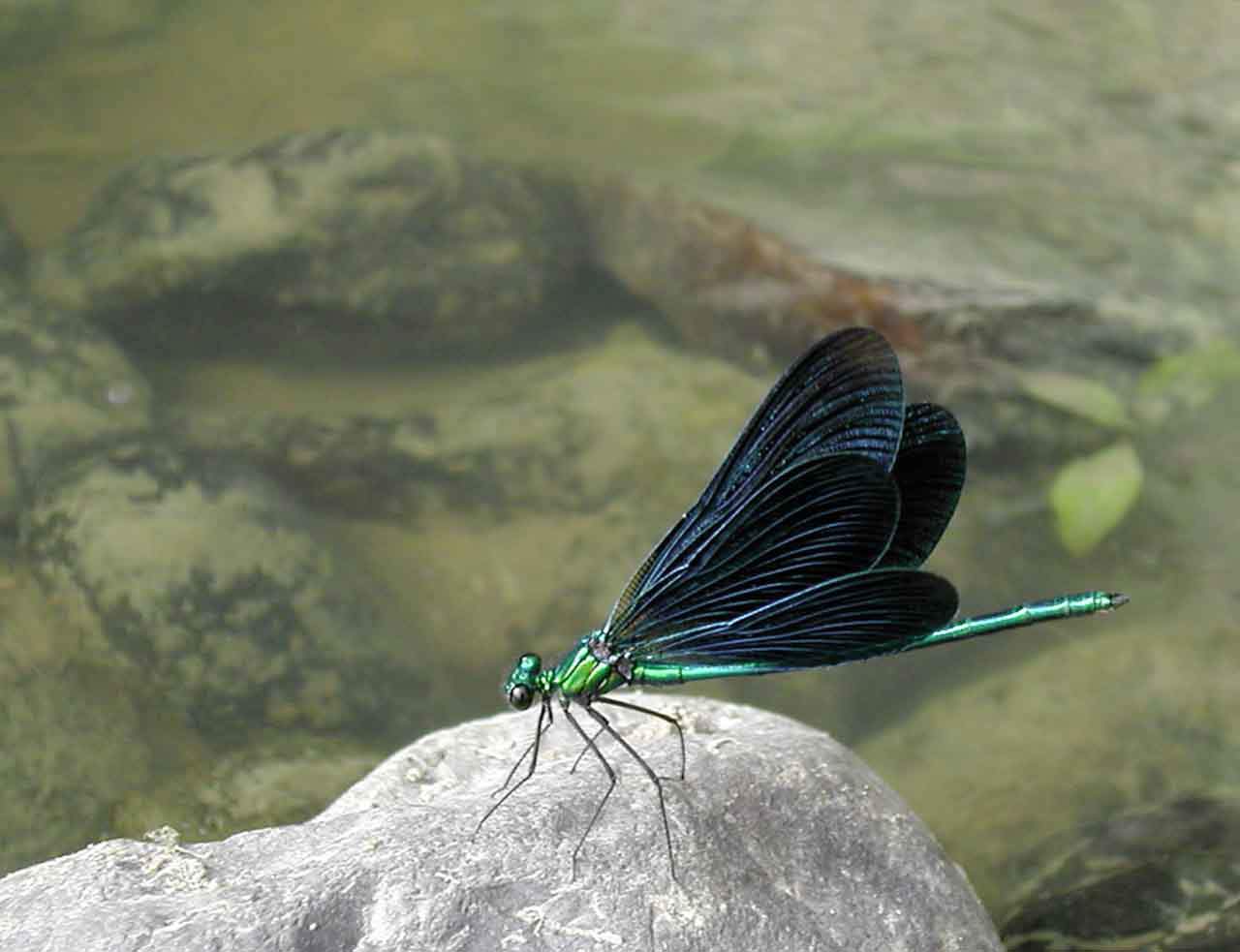 El caballito del diablo 'Enallagma cyathigerum'. Insecto, la temperatura y los depredadores determinan su tamaño / Foto: Wikipedia