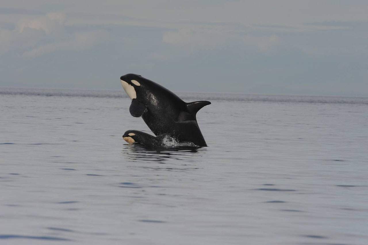 Las orcas se sacrifican por sus hijos / Foto: Centro para la Investigación de Ballenas - Kenneth Balcomb.