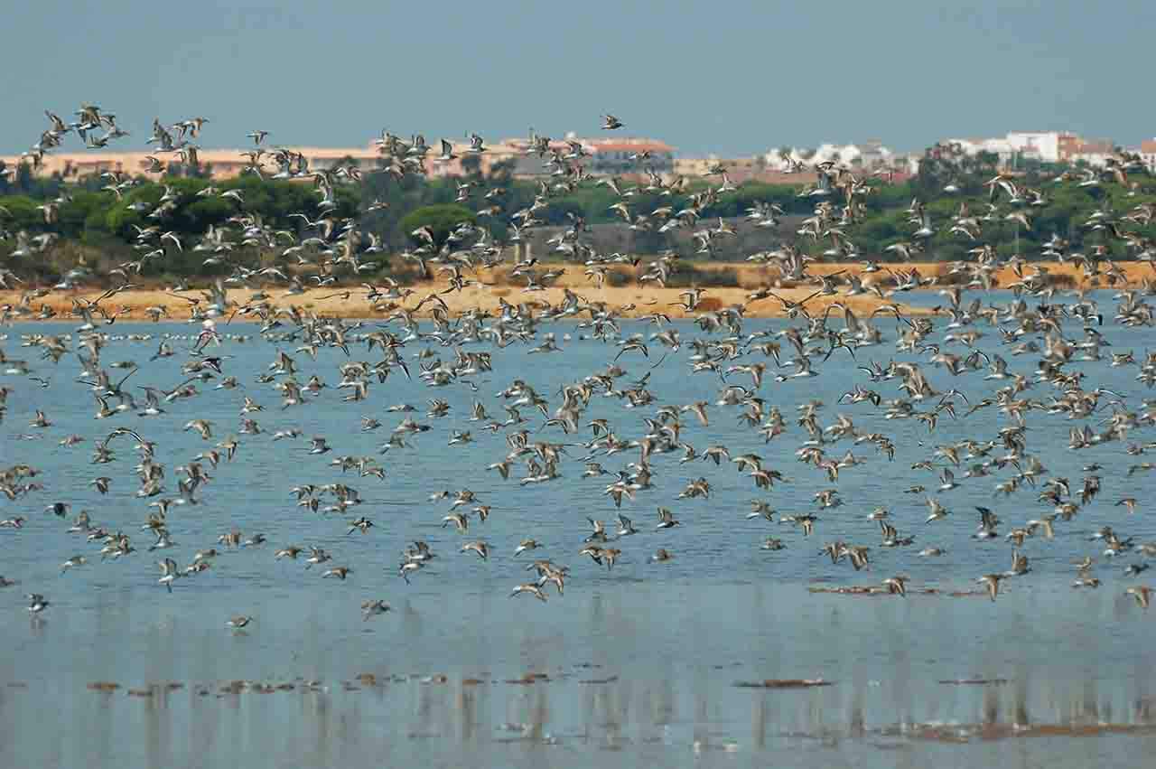 Protegiendo biodiversidad en las marismas del Odiel / Foto: SEO/BirdLife