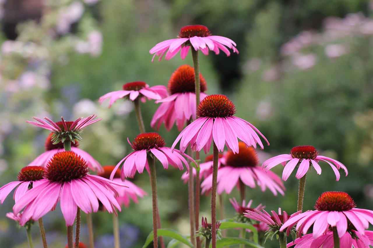 Plantas en peligro de extinción: dos de cada cinco / Foto: EP