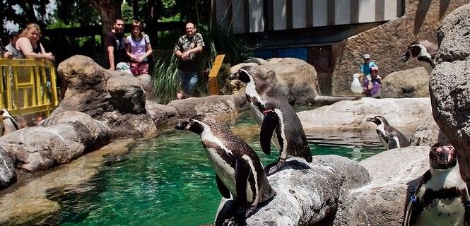 Pingüinos en el Zoo de Barcelona. / Foto: Igualdad Animal
