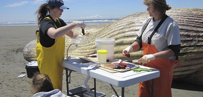 Investigadoras examinan una ballena varada en Ocean City / Foto: Cascadia