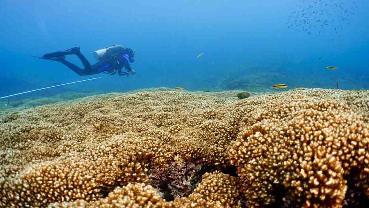 Algunos corales de los arrecifes están aumentando su tolerancia al calor / EP