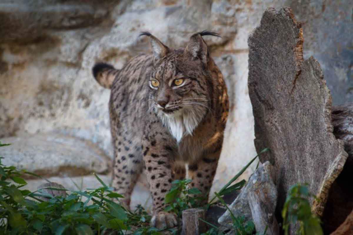 Piden medidas para evitar los atropellos de linces / Foto: EP