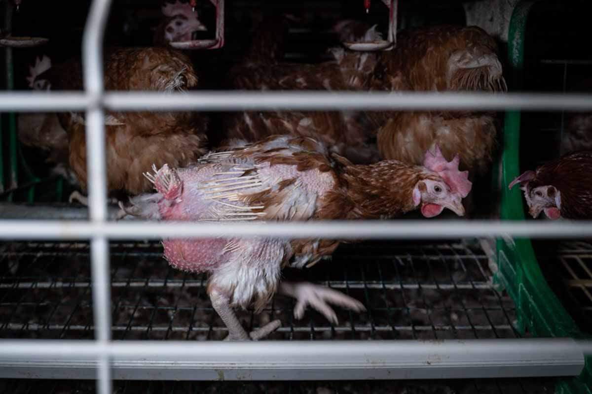 El hacinamiento de millones de aves aumenta el riesgo de pandemias / Foto: Equalia