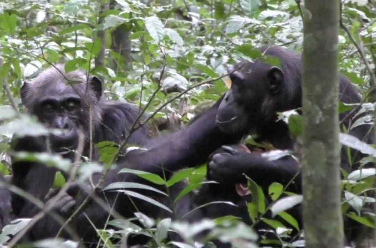 La vida social de los chimpancés, tienen 'influencers' / Foto: EP