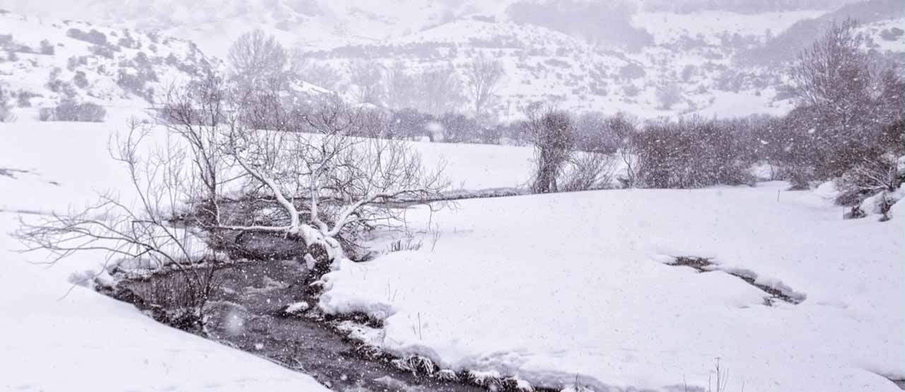 Matanza de jabalíes entre la nieve / Foto: Ecologistas Palencia