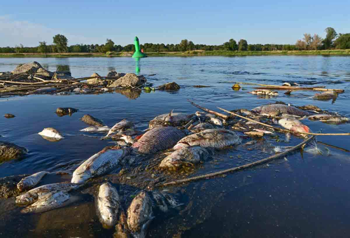 Desastre ecológico en el río Óder. Miles de peces muertos / Foto: EP