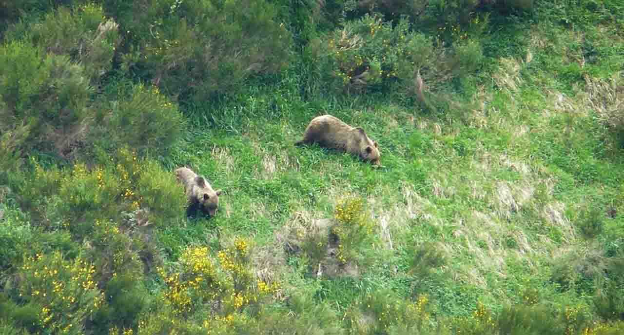 Oso pardo cantábrico, una especie en peligro de extinción / Foto: Alberto Fernández Gil