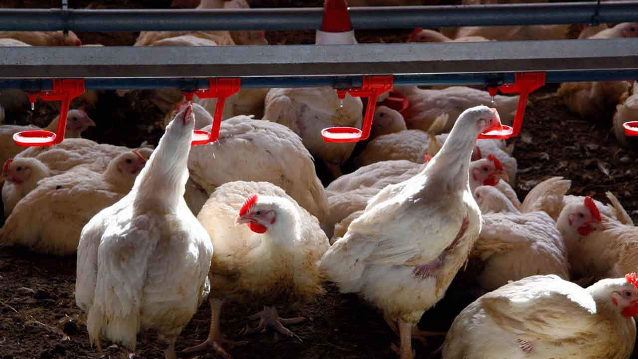 Armonizar las normas sobre vacunación animal por la gripe aviar / Foto: EP