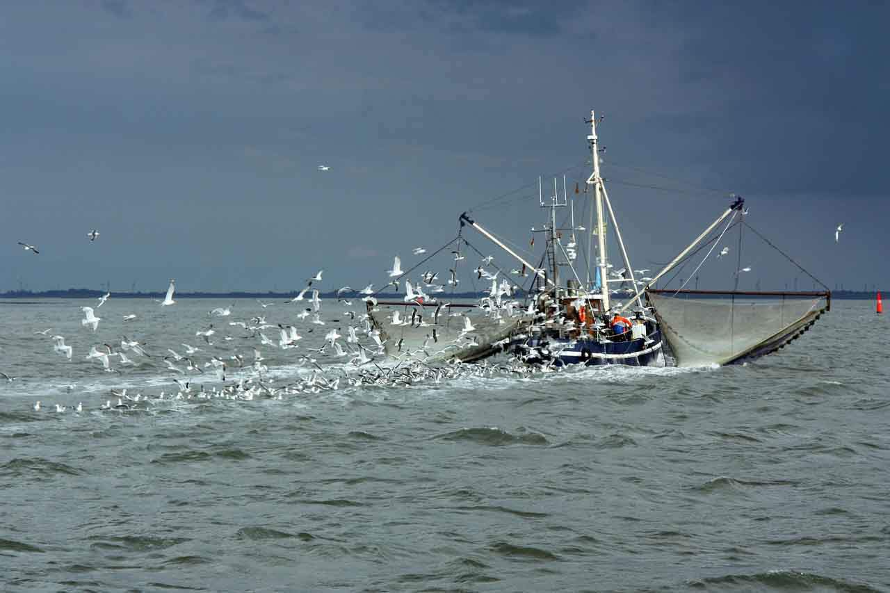 Pesca de arrastre estará restringida en la UE / Foto: Pixabay