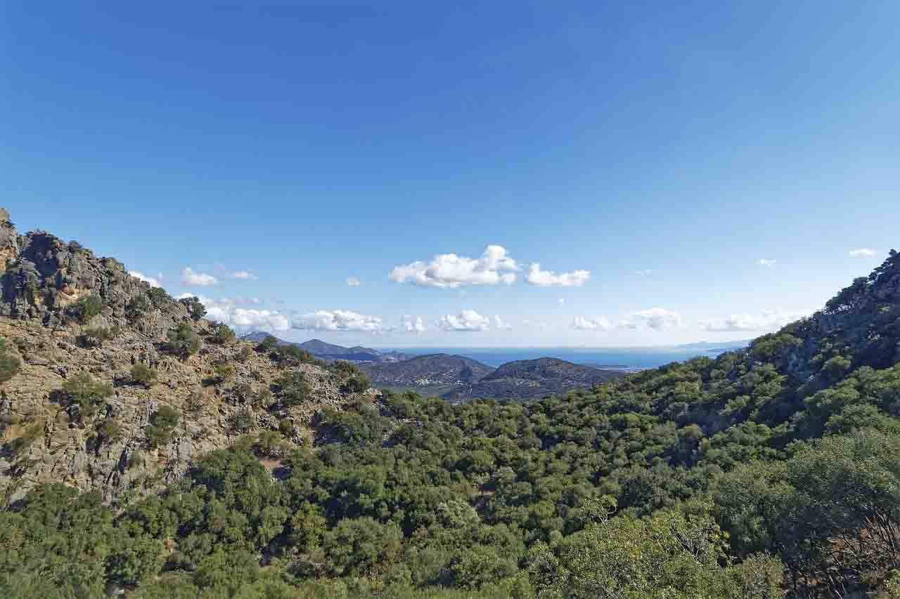 El bosque mediterráneo podría dejar de secuestrar carbono / Foto: Pixabay