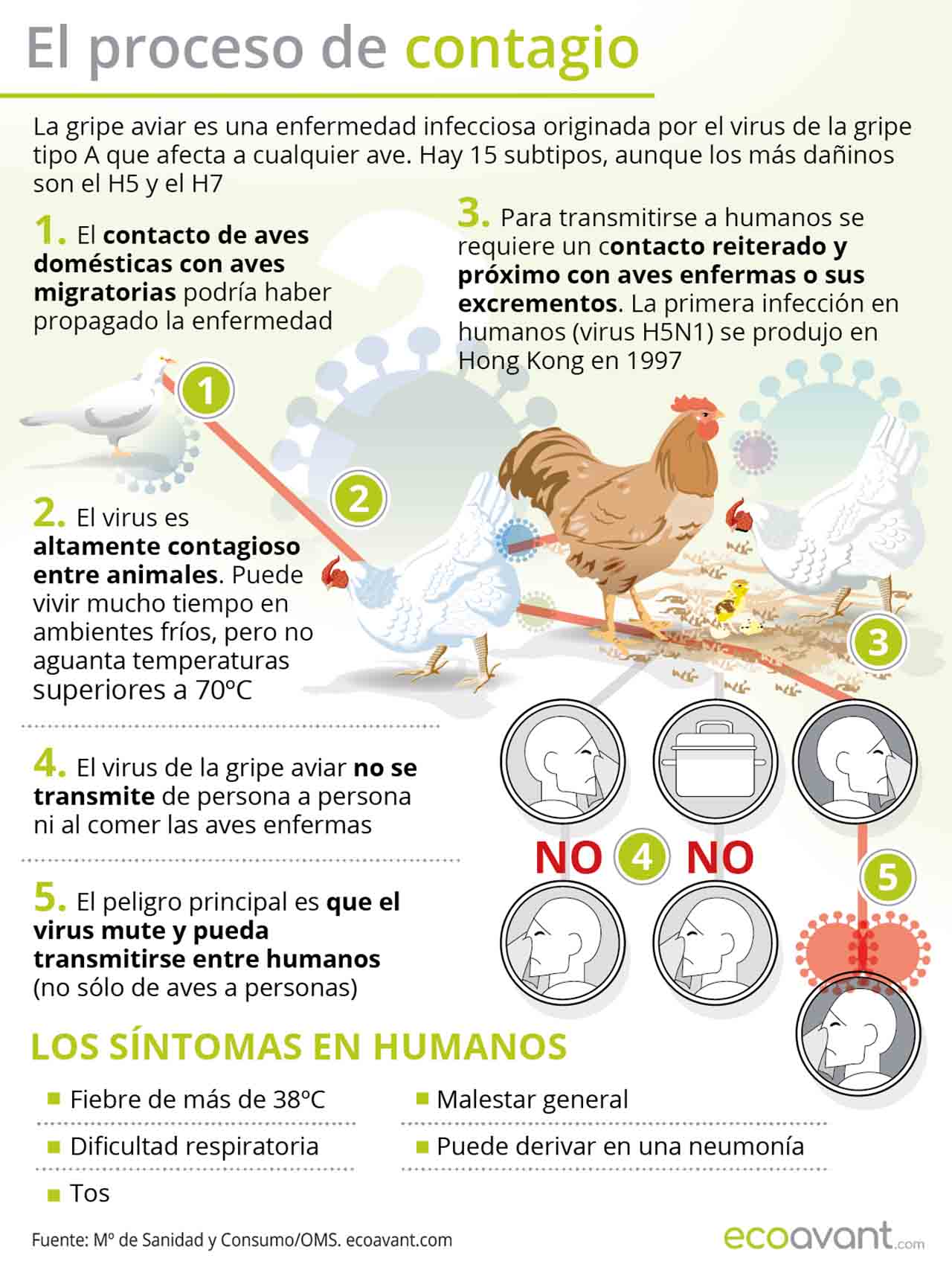 Proceso de contagio de la gripe aviar y los síntomas en humanos / Ilustración: EA